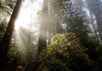 Stany Zjednoczone, Kalifornia, Park Narodowy Redwood, Sekwoje, Różanecznik, Przebijające światło
