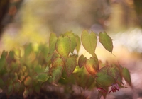 Liście, Epimedium, Rośliny