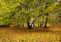 Park, Jesień, Opadłe, Liście, Drzewa