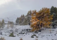 Zima, Drzewa, Mgła, Śnieg, Góry