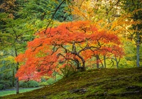 Stany Zjednoczone, Stan Oregon, Portland, Ogród japoński, Drzewa, Jesień, Klon palmowy
