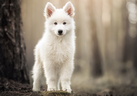 Biały owczarek szwajcarski, Szczeniak, Pies, Stojące, Uszy