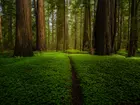 Zielony, Las, Drzewa, Sekwoje, Ścieżka, Park Narodowy Redwood, Kalifornia, Stany Zjednoczone