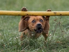 Pies, Staffordshire Bull terrier, Trawa