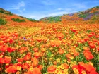 Kwiaty, Pozłotki, Maczki kalifornijskie, Wzgórza, Łąka, Dolina, Antelope Valley, Kalifornia, Stany Zjednoczone