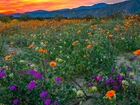 Park stanowy, Anza Borrego Desert, Łąka, Kwiaty, Wzgórza, Kalifornia, Stany Zjednoczone