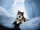 Pies, Alaskan malamute, Spojrzenie
