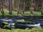 Las, Drzewa, Rzeka, Omszone, Kamienie, Dolina Trieb, Vogtland, Saksonia, Niemcy