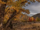 Jesień, Góry, Kolorowe, Drzewa, Murek, Sucha, Trawa