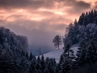 Zima, Góry, Drzewa, Las, Poranek