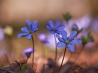 Niebieskie, Przylaszczki, Trzy, Kwiaty