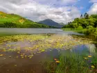 Lato, Jezioro, Loweswater Lake, Drzewa, Góry Fellbarrow, Kumbria, Anglia