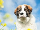 Pies, Moskiewski stróżujący, Żółte, Kwiaty