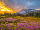 Stany Zjednoczone, Waszyngton, Park Narodowy Mount Rainier, Stratowulkan, Mount Rainier, Góry, Łąka, Łubin, Góry, Zachód słońca