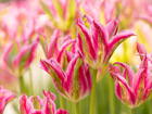Dwukolorowe, Kwiaty, Tulipany