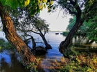 Jezioro, Drzewa, Łódki, Szuwary
