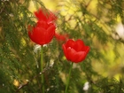 Czerwone, Tulipany, Rośliny, Gałązki