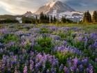 Góry, Łąka, Łubiny, Drzewa, Stratowulkan, Mount Rainier, Park Narodowy Mount Rainier, Stan Waszyngton, Stany Zjednoczone