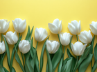Białe, Tulipany, Żółte, Tło