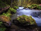 Polska, Tatry, Dolina Olczyska, Rzeka, Kamienie, Kwiaty