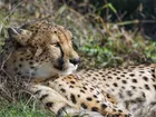 Leżący, Gepard, Trawa
