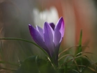 Fioletowy, Krokus, Lekko, Pochylony, Kwiat
