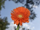Pomarańczowy, Kwiat, Gerbera