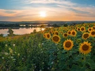Pole, Kwiaty, Słoneczniki, Jezioro, Niebo, Lato, Słoneczny blask