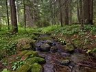 Las, Drzewa, Strumień, Potok, Kamienie