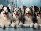 Cztery, Psy, Border collie, Jęzory, Zmarznięty, Śnieg
