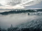Las, Mgła, Drzewa, Niebo
