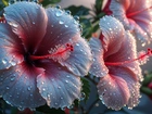 Hibiskusy, Mokre, Kwiaty, Krople, Grafika