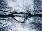Drzewa, Wierzchołki, Gałęzie, Niebo, Sylwetki, Natura, Czarno białe