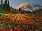 Góra, Wulkan, Mount Rainier, Drzewa, Kolorow, Roślinność, Park Narodowy Mount Rainier, Waszyngton, Stany Zjednoczone