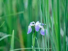 Irys, Kwiat, Fioletowy, Trawa