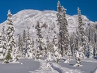 Ośnieżona, Góra, Ośnieżone, Drzewa, Ścieżka, Park Narodowy Mount Rainier, Stan Waszyngton, Stany Zjednoczone