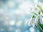 Kwiaty, Białe, Przebiśniegi, Rozmyte, Tło