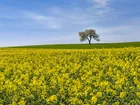 Rzepak, Pole, Drzewo