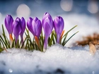 Kępka, Kwiaty, Krokusy, Śnieg