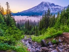 Stany Zjednoczone, Waszyngton, Park Narodowy Mount Rainier, Góra, Mount Rainier, Mgła, Drzewa