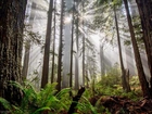Las, Drzewa, Paprocie, Przebijające światło, Mgła