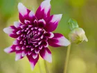 Kwiat, Fioletowy, Dalia