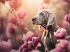 Pies, Wyżeł weimarski, Kwiaty, Magnolie, Rozmycie