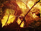 Liście, Jesień, Gałąź, Światło