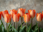 Pomarańczowe, Tulipany, Tło