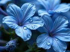 Niebieskie, Rozwinięte, Kwiaty, Krople, Grafika