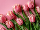 Różowe, Tulipany, Tło