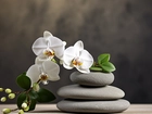 Kamienie, Kwiaty, Białe, Storczyki