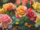 Wielokolorowe, Róże, Pąki