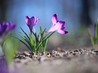 Fioletowe, Rozświetlone, Kwiaty, Krokusy